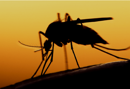 Через потепління тропічна інфекція може поширитися на більшу частину Європи