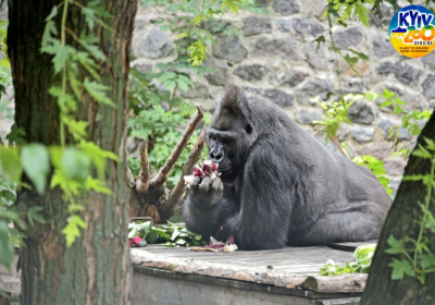 Київський зоопарк працює в режимі надзвичайної ситуації через морози та удари рф по енергетиці – Reuters
