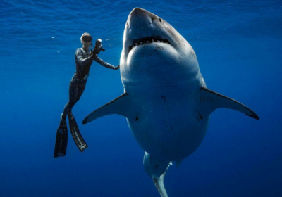 Учені виявили високий рівень кокаїну в організмах акул біля Ріо-де-Жанейро