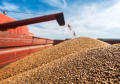 Україна експортувала понад 4 млн тонн зерна у рамках "зернової ініціативи"